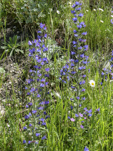 Maurienne_07-2024, P1095840