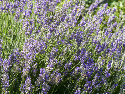 Maurienne_07-2024, P1095849