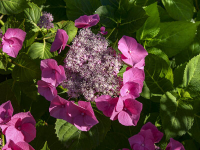 Maurienne_07-2024, P1095855