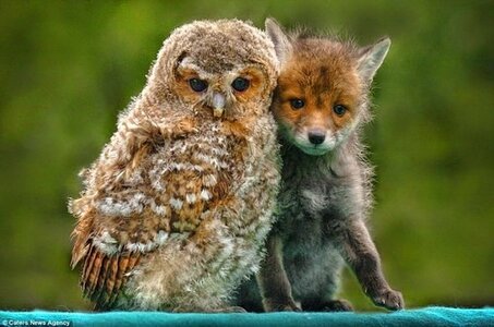 Image d'un hibou et d'un renard en paix