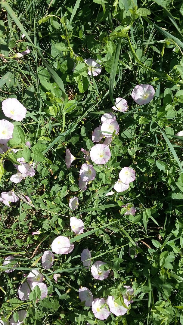 série de fleurs de liseron blanches et roses sur des herbes vertes