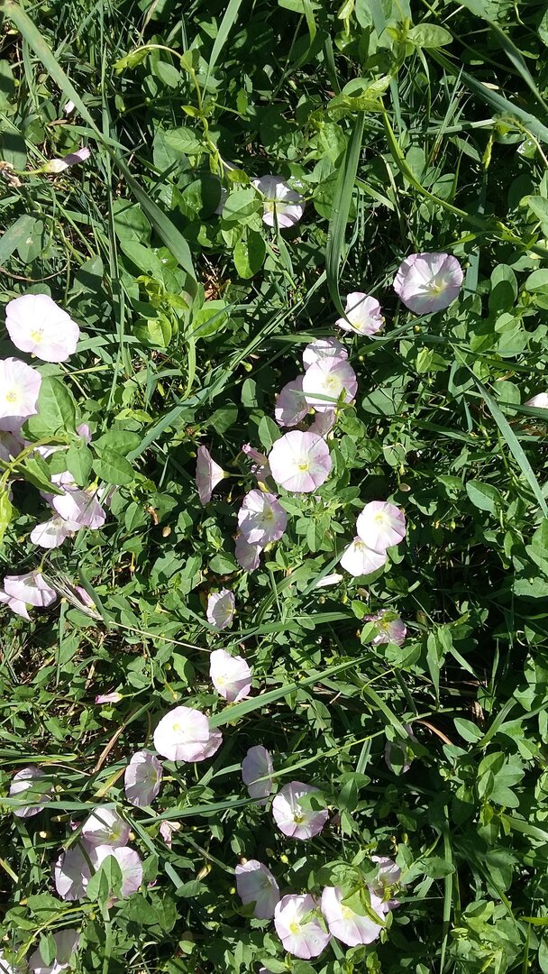 série de fleurs de liseron blanches et roses sur des herbes vertes