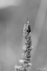 2024_07_08_téléphore_fauve, 20240709-macro_jardin-177__wp