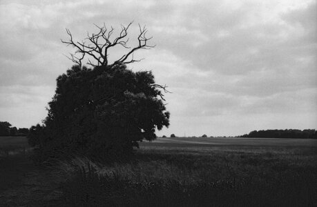 2024_07_09_kentmere100_minoltasrt101, 2024-07-09_kentmere_100_MinoltaSRT101_32_wordpress