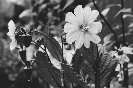 2024_07_09_kentmere100_minoltasrt101, 2024-07-09_kentmere_100_MinoltaSRT101_36_wordpress
