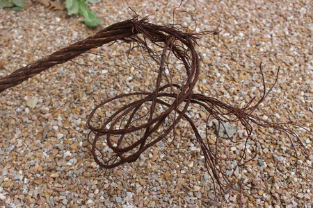 rusty wire, IMG_5594