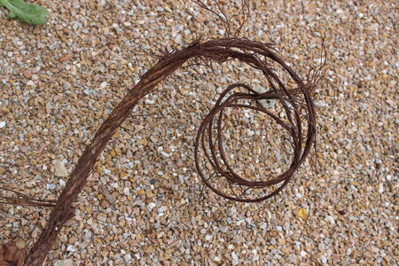 rusty wire, IMG_5597