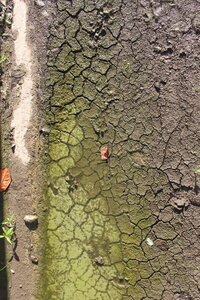 Green, IMG_5630