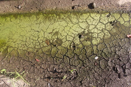 Green, IMG_5631