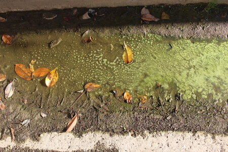 Green, IMG_5632