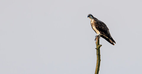 oiseaux, _DSC2927-NEF-DxO_DeepPRIME XD2
