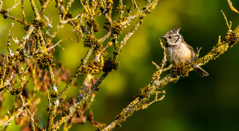 oiseaux, _DSC3203-NEF-DxO_DeepPRIME XD2