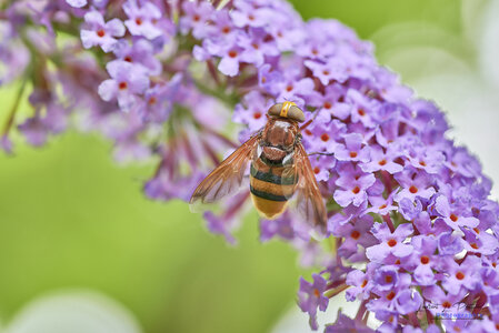 2024-07-09_macro_jardin, 20240709-macro_jardin-108_wordpress