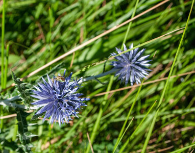 St Etienne du Laus - Boucle du Grand Bois le 13 août 2024, DSC_0017
