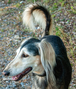 St Etienne du Laus - Boucle du Grand Bois le 13 août 2024, DSC_0037