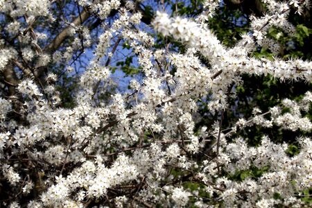 Blogz, pommier en fleur