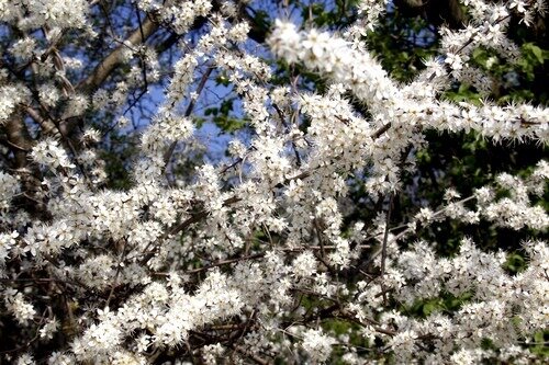 Pommier en fleurs