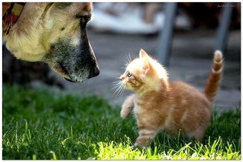 (image d'un gros chien et d'un petit chaton)
