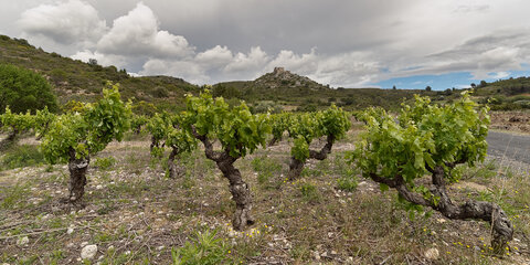 @fmbdx@piaille.fr 2023, Tuchan, Aude