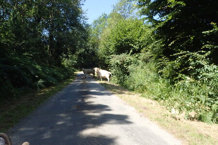 Rando Auvergne 2024, 2024-07-19_0011