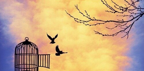 image : oiseaux quittant leur cage