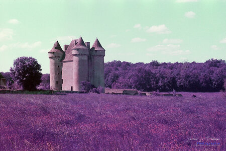 2024-08-16_lomography_purple, 2024-08-16_lomographie_purple_003_HQ