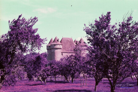 2024-08-16_lomography_purple, 2024-08-16_lomographie_purple_005_HQ