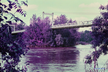 2024-08-16_lomography_purple, 2024-08-16_lomographie_purple_006_HQ