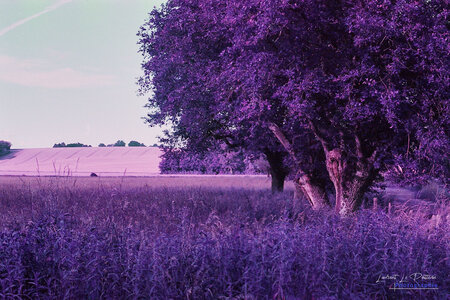 2024-08-16_lomography_purple, 2024-08-16_lomographie_purple_009_HQ