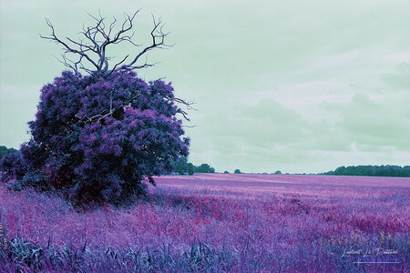 2024-08-16_lomography_purple, 2024-08-16_lomographie_purple_022_HQ