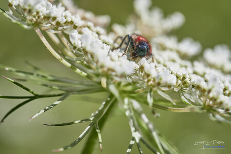 2024_07_25_clairon_des_abeilles, 20240725-macro_jardin-61_wordpress
