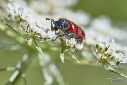2024_07_25_clairon_des_abeilles, 20240725-macro_jardin-62_wordpress