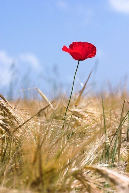 image d'un coquelicot dans un champ de blé