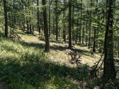 GR5_2307-2308, 0810_1096317