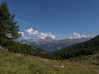 GR5_2307-2308, 0811_1096331
