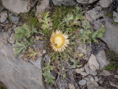 GR5_2307-2308, 0820_1096431