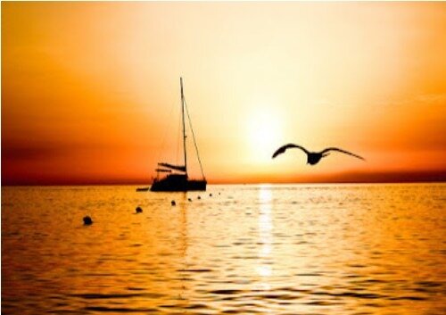 Photo d'un oiseau libre au dessus de la mer