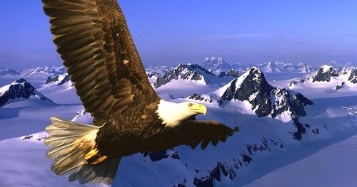 Photo d'un aigle royal