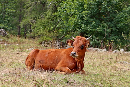 Col des Tourettes, Col des Tourettes 026