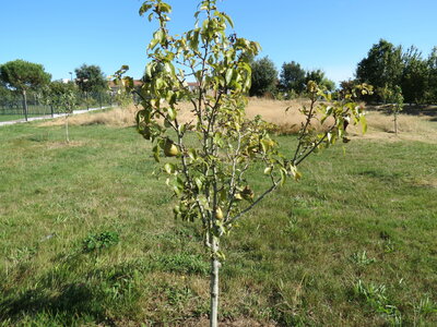 Jardin urbain septembre 2024, IMG_6672