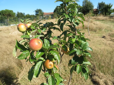 Jardin urbain septembre 2024, IMG_6673