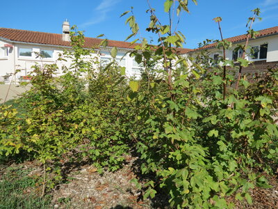 Jardin urbain septembre 2024, IMG_6684