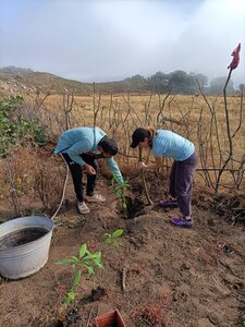 2024 Maroc, 04024 plantatio 