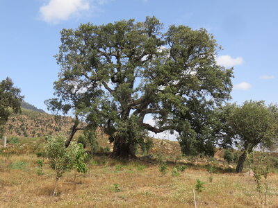 2024 Maroc, 05015 ferme de Mohammed Karmoun le chêne-liège rescapé
