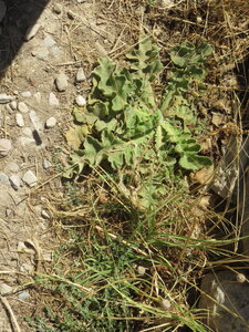 2024 Maroc, 10049 Volubilis acanthe sauvage
