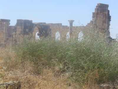 2024 Maroc, 10060 Volubilis