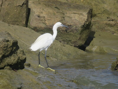 2024 Maroc, 12002 Assilah Grande Aigrette sur la jetée du port