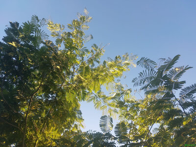 Blogz, Feuillages (Tamarin) 