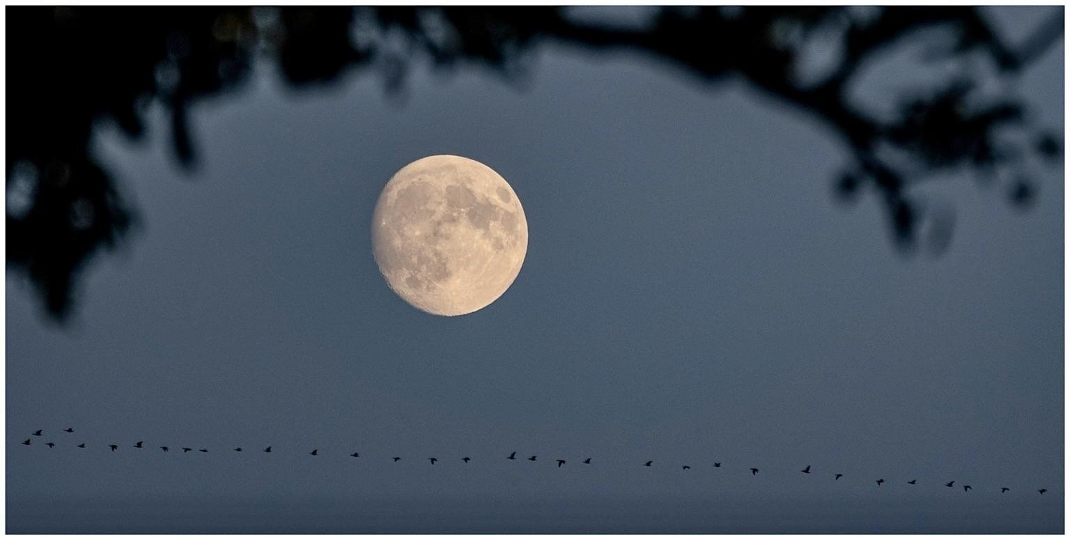 une pleine lune dans le soir, surmontée par une branche sombre au premier plan. En bas, la ligne d'un vol d'oiseaux