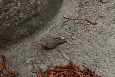 2023 09 20 Le Mont-Saint-Michel, IMG_5967_z